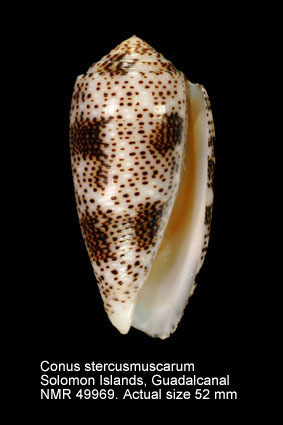 Conus stercusmuscarum.jpg - Conus stercusmuscarumLinnaeus,1758